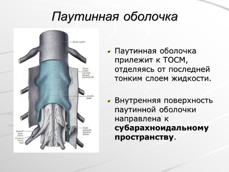 Паутинная оболочка  Паутинная оболочка  прилежит к ТОСМ, отделяясь от последней тонким слоем